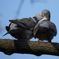 Columba palumbus