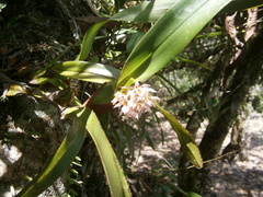 Maxillaria densa