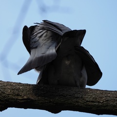 Columba palumbus