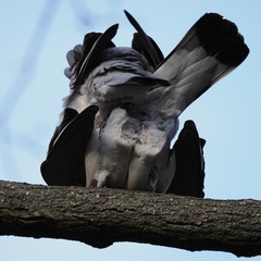 Columba palumbus