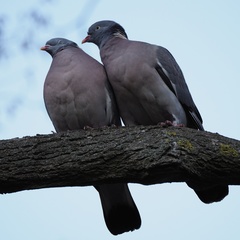 Columba palumbus