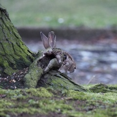 Oryctolagus cuniculus