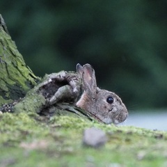 Oryctolagus cuniculus
