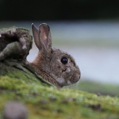 Oryctolagus cuniculus