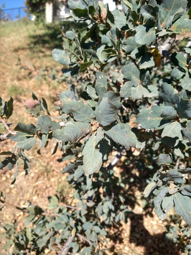 Valley Oak (Quercus lobata)