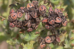 Codophila varia