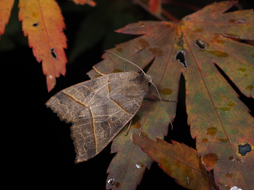 Telorta acuminata