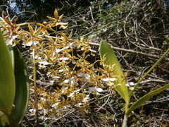 Epidendrum stamfordianum