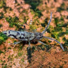 Entomobrya intermedia