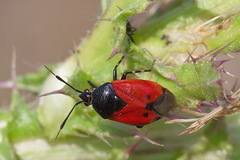 Deraeocoris rutilus