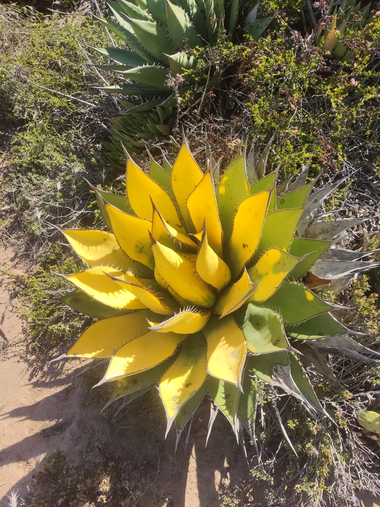 Agave shawii, 22908 B.C., México