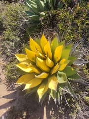 Agave shawii