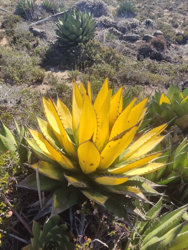 Agave shawii