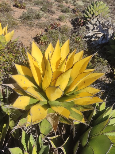 Agave shawii