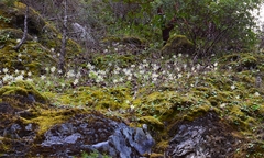 Erythronium citrinum