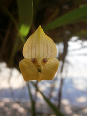 Maxillaria egertoniana