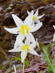Erythronium citrinum