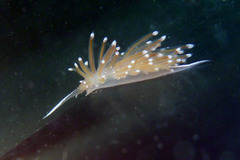 Sakuraeolis enosimensis