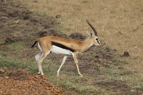 Thomson's Gazelle (Eudorcas thomsonii)