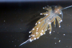 Sakuraeolis enosimensis