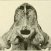 Pipistrellus aero - Photo Internet Archive Book Images, sin restricciones conocidas de derechos (dominio publico)