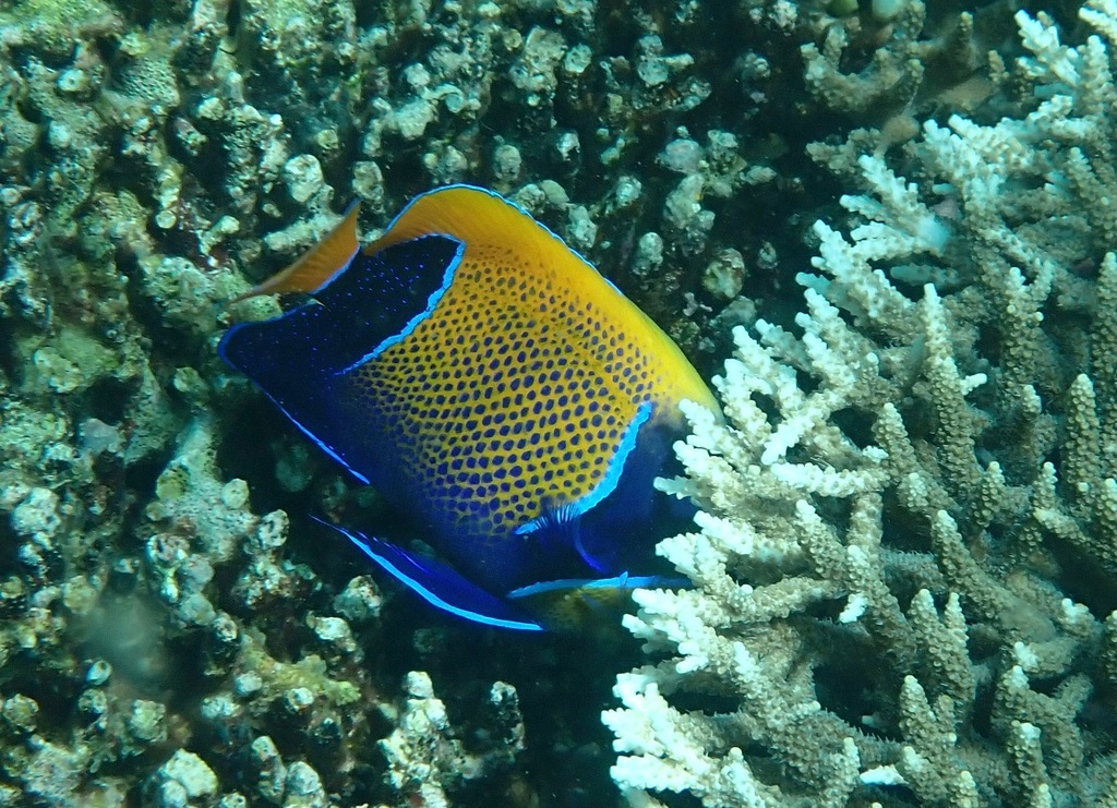 Bluegirdle Angelfish