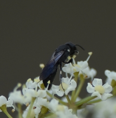 Hylaeus schwarzii