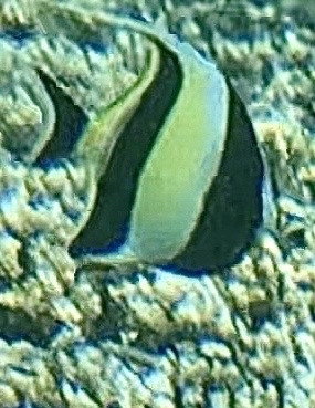 Moorish Idol (Zanclus cornutus)