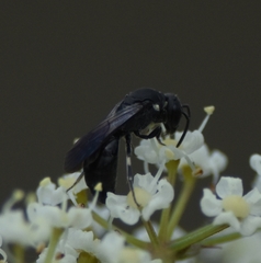 Hylaeus schwarzii