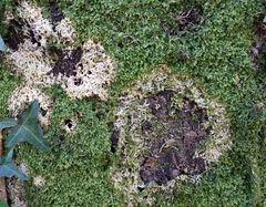 Bryocentria hypothallina