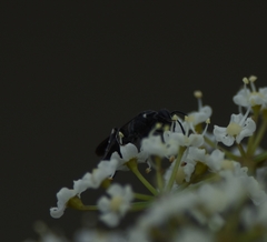Hylaeus schwarzii