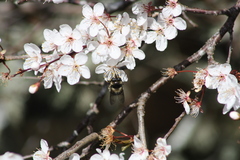 Criorhina