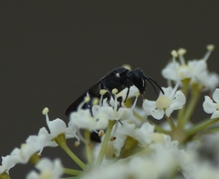 Hylaeus schwarzii