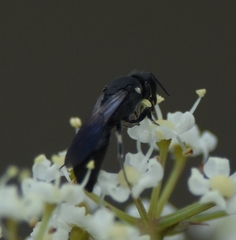 Hylaeus schwarzii