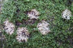 Bryocentria hypothallina