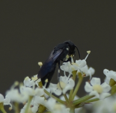 Hylaeus schwarzii