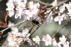 Criorhina