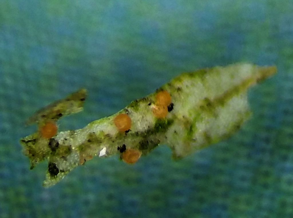 Bryocentria hypothallina
