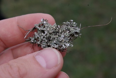 Cladonia foliacea