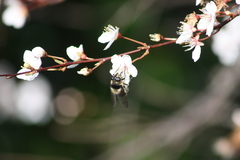 Criorhina