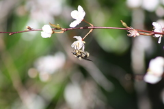 Criorhina