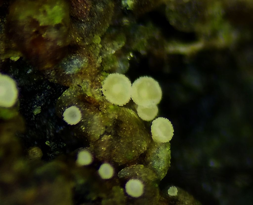 Pithyella
