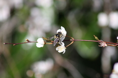 Criorhina