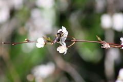 Criorhina