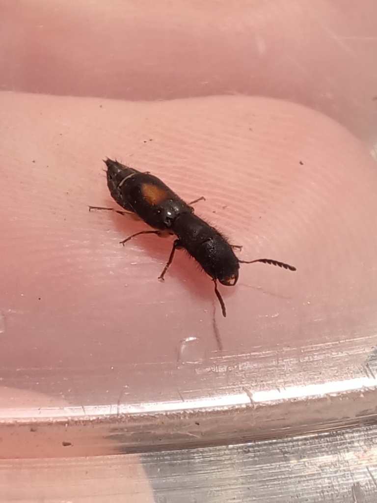 Cylidrus centralis