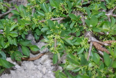 Rhamnus saxatilis