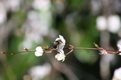 Criorhina