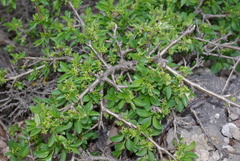 Rhamnus saxatilis