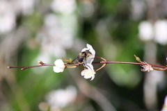 Criorhina