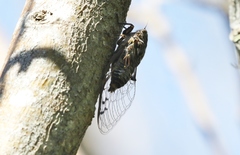 Amphipsalta cingulata